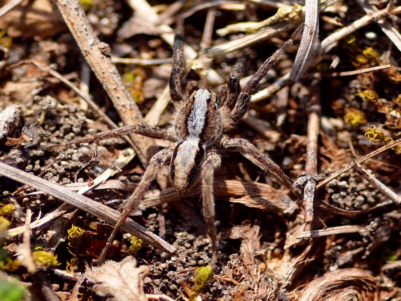Lycosidae